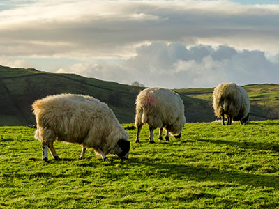 The Insurance Centre | Lancaster & Knott End | Farm & Agricultural Insurance